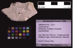 Foto (Objekt + Etiketten) von Lecythocaris sp. (NHMW-GEO-1990-0041-0155)